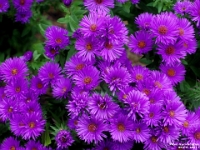 65319CrLe - Asters in our back garden   Each New Day A Miracle  [  Understanding the Bible   |   Poetry   |   Story  ]- by Pete Rhebergen